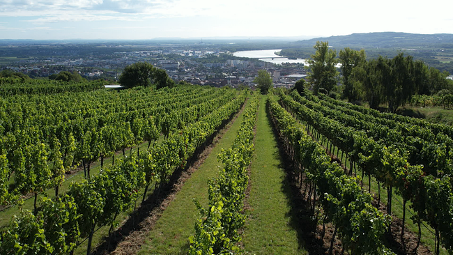 Weingarten mit Blick auf die Donau