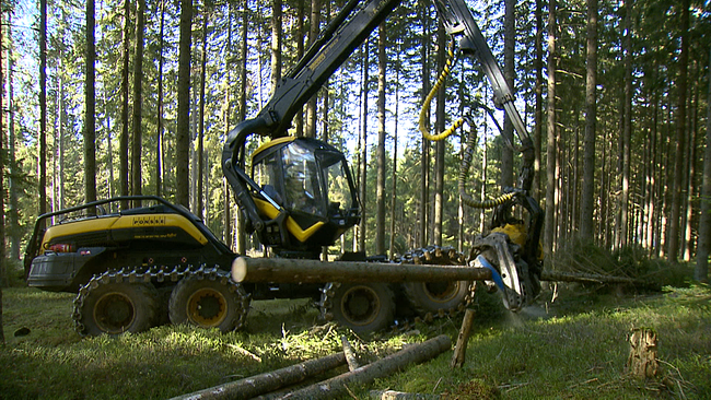 © ORF NÖ Ein Harvester im Wald, der gerade einen geschnittenen Baum entastet