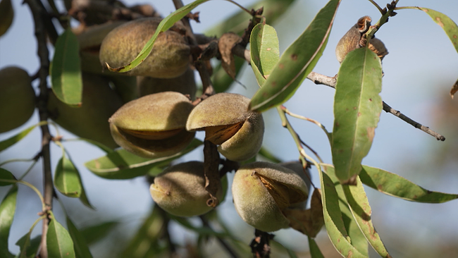 © ORF NÖ Auf einem Zweig sind mehrere leicht geöffnete Fruchtkapseln mit Mandeln umrahmt von ihren noch grünen Blättern