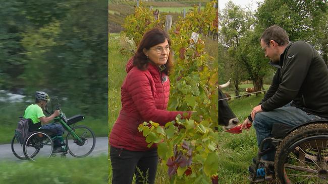 Mann fährt mit Rollstuhlfahrrad, Frau steht im Weingarten, Mann füttert Kuh