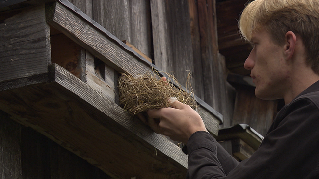 Junger Mann kontrolliert Vogelnest