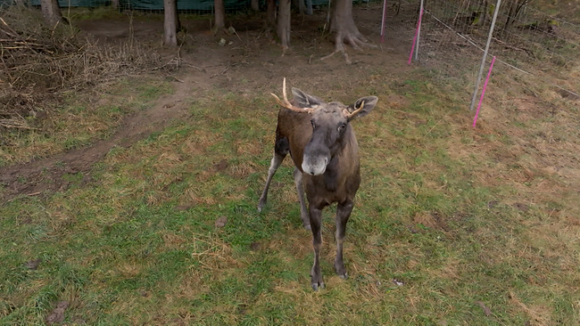 Elch in Gehege blickt nach oben RIchtung Kamera
