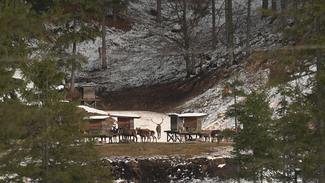 Rotwild bei Fütterungsstelle im Schnee