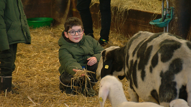 Kind hält Schafen Stroh und Heu hin
