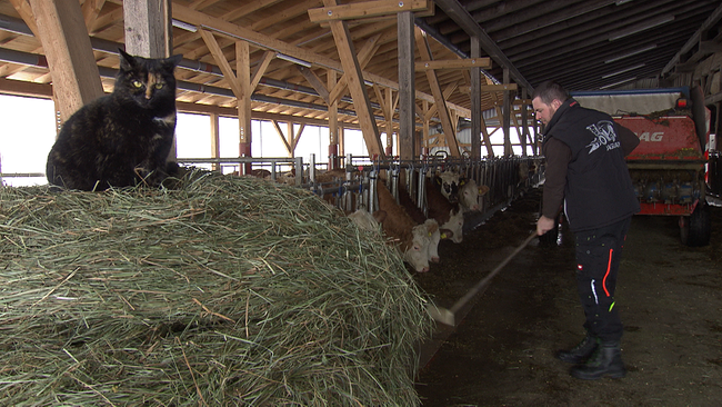 Bauer füttert Kühe mit Heu