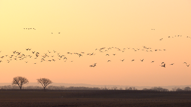 Steppenlandschaft mit zwei Bäumen im Hintergrund und einer Schar fliegender Vögel in den Sonnenuntergang