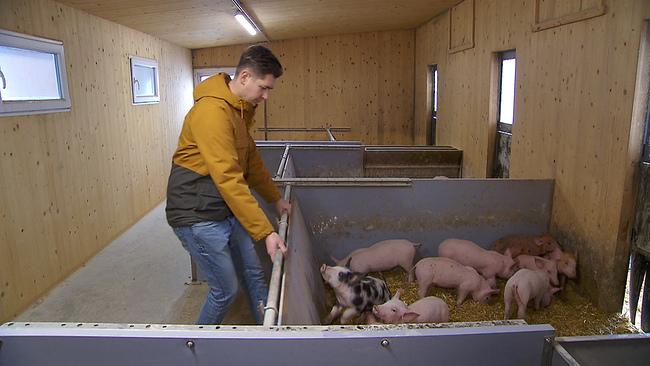 Eine Person, die vor einer Box mit Jungschweinen steht. Zwei der kleinen Schweine schauen der Person direkt in die Augen