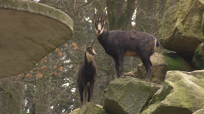 Zwei Gämsen stehen auf Steinhaufen