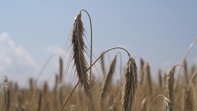 Getreide auf dem Feld