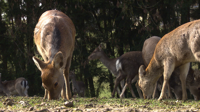 Sikawild beim Grasen