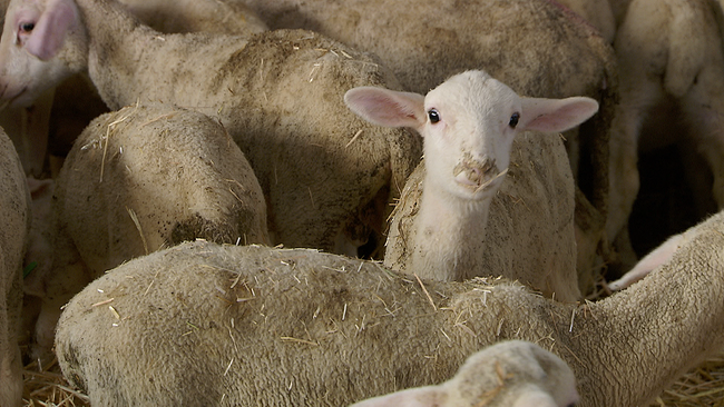 Mehrere Lämmer, eines blickt in die Kamera