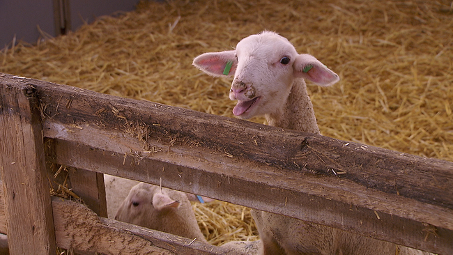 © ORF NÖ Lamm blickt über Holzzaun und blökt