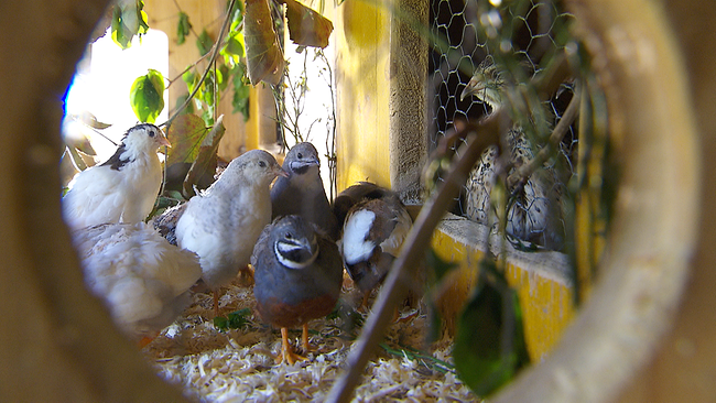 eine Schar kleiner bunter Wachteln, die durch ein größeres Astloch hindurch in ihrem Stall abgebildet sind. Die Vögel sehen sich gegenseitig an