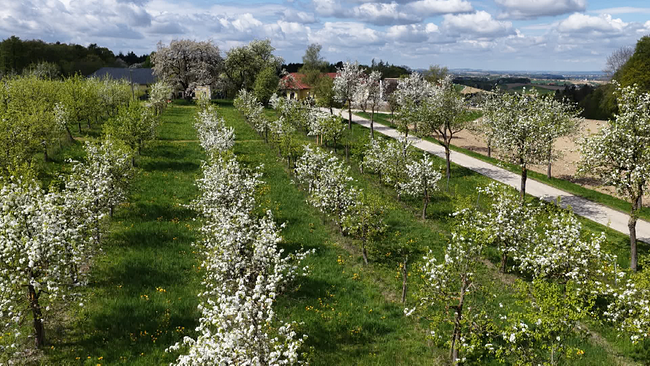 Streuobstwiese mit Birnbäumen in Blüte