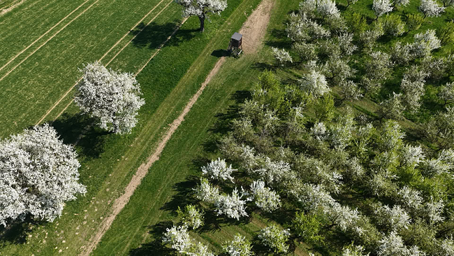 Mehrere Bäume mit Birnbaumblüte von oben