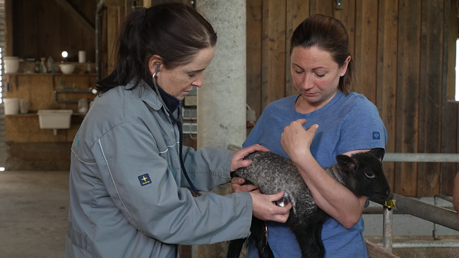 Tierärztin horcht Schaf ab