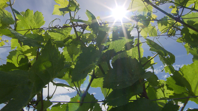 Weinreben nah mit Sonne