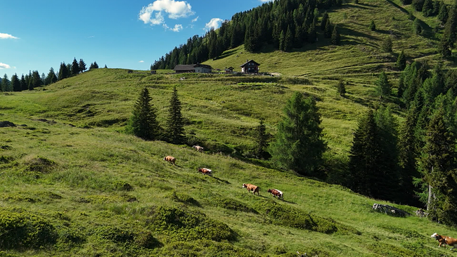 Eine hügelige Almenlandschaft mit einer Herde Kühen, darüber strahlender Sonnenschein und Wolken 