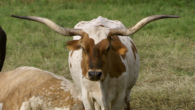 Ein weiß-braunes Rind mit einem prächtigen Horn, das zwei Körperbreiten umfasst