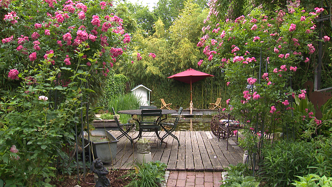 Links und rechts einer Teichterrasse mit Stühlen und Tisch zum sitzen, ranken rosa blühende Rosenbüsche und geben die Sicht auf einen Schwimmteich frei, der umrandet ist mit weiteren Rosenbüschen 