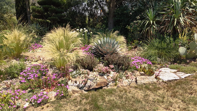 © ORF NÖ Blick auf eine Garteninsel, in deren Mitte sich Ziergräser und blütenübersähte Kakteen befinden. Umrahmt von Bäumen, Agaven und blühenden Blumensträuchern