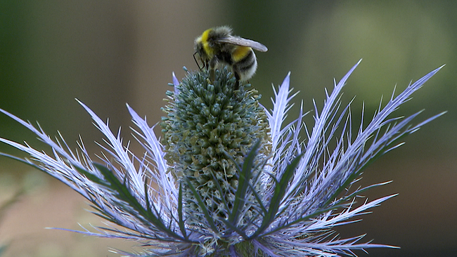Biene sitzt auf Blüte