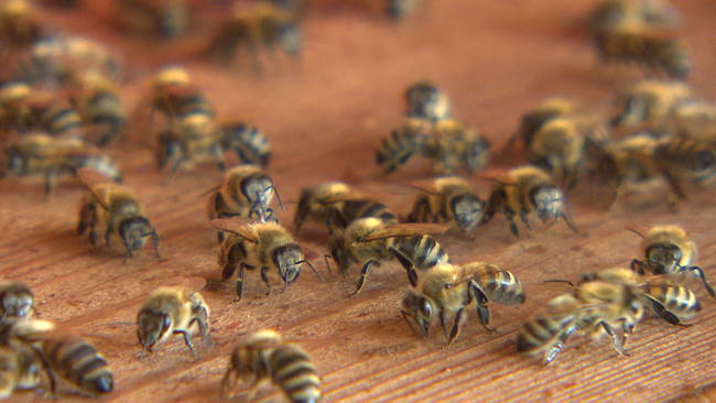 © ORF NÖ Bienen sitzen auf Holz