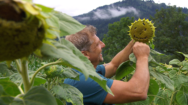 © ORF NÖ Mann formt Smiley in Sonnenblume