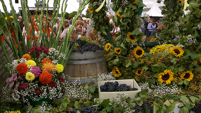 © ORF NÖ Ein mit bunten Blumen geschmücktes Ensemble. Zwischen den Blumen sind Körbe mit frisch gelesenen blauen und weißen Weintrauben. Im Hintergrund eine Menschenmenge, die diese Erntewägen bestaunen