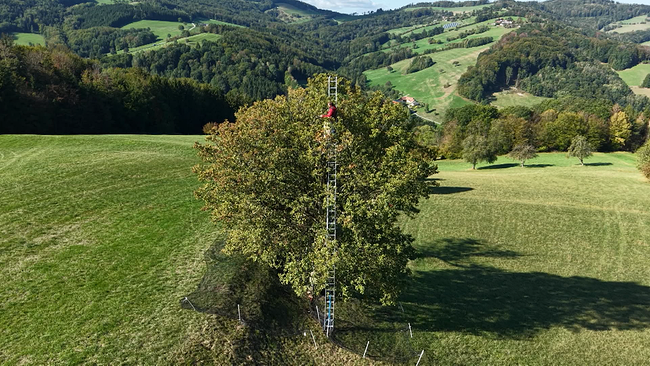 Elsbeerbaum in grüner Landschaft