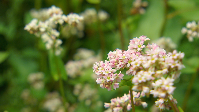 © ORF NÖ Buchweizen-Blüte