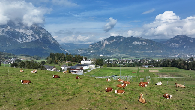 © ORF NÖ Landschaft Steiermark mit Bergpanorama und Kühen