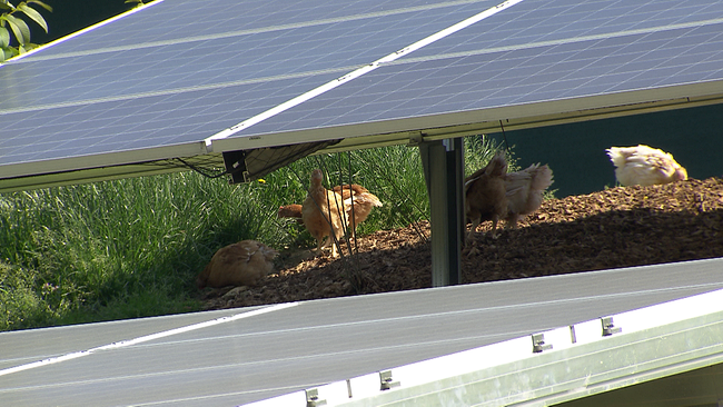 Hühner unter einer Photovoltaikanlage