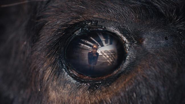 FilmTIPP: Animale