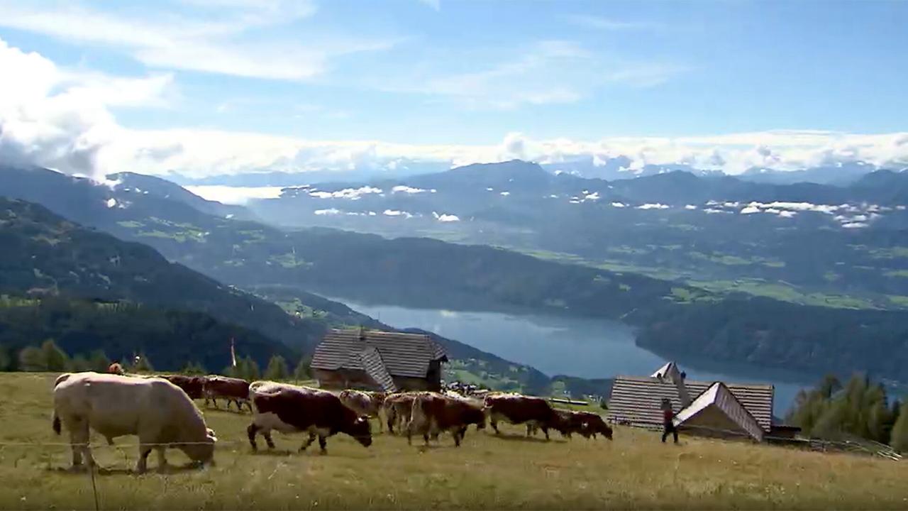 © ORF Kühe auf Franz Glabischnigs Alexanderalm