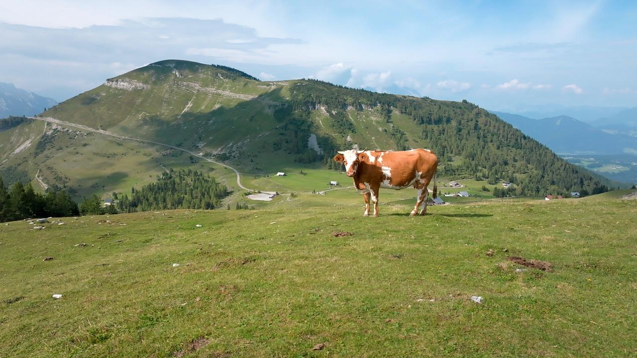 Auf Schritt und Tratt - Die Almenwelt rund um den Salzburger Trattberg