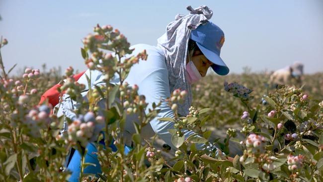 Beeren aus dem Ausland importiert: Süße Früchte - bittere Wahrheiten