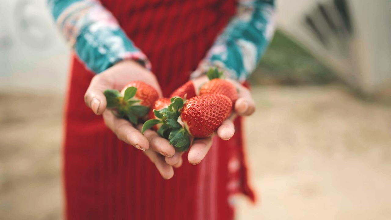 © ORF/Autentic Bittere Früchte - Ausbeutung auf Europas Feldern