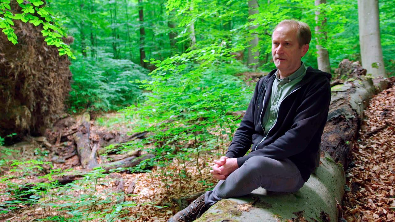 Matthias Schickhofer fürchtet um die letzten Urwälder