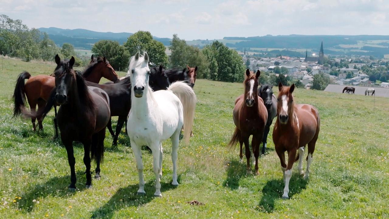 © ORF/PopupTV Rund um das Mühlviertel