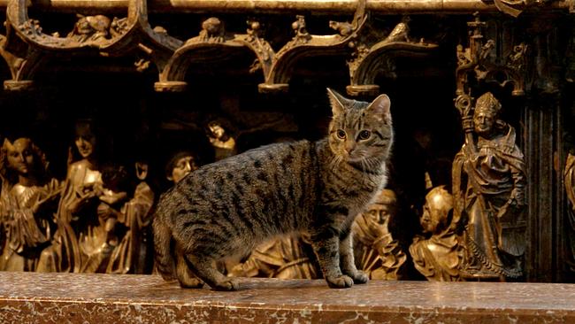 Katze im Stephansdom