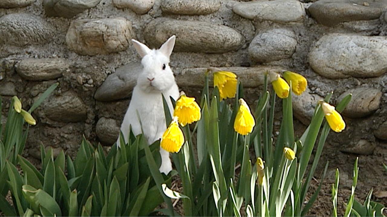 © ORF/Wolfgang Niedermair Steirische Ostern