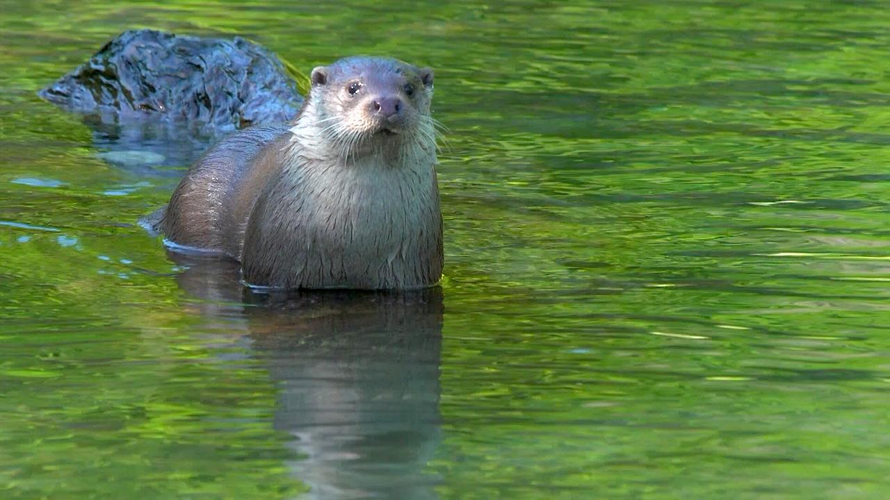 © ORF/Hans Jöchler VM Records Tierwelt der Alpen