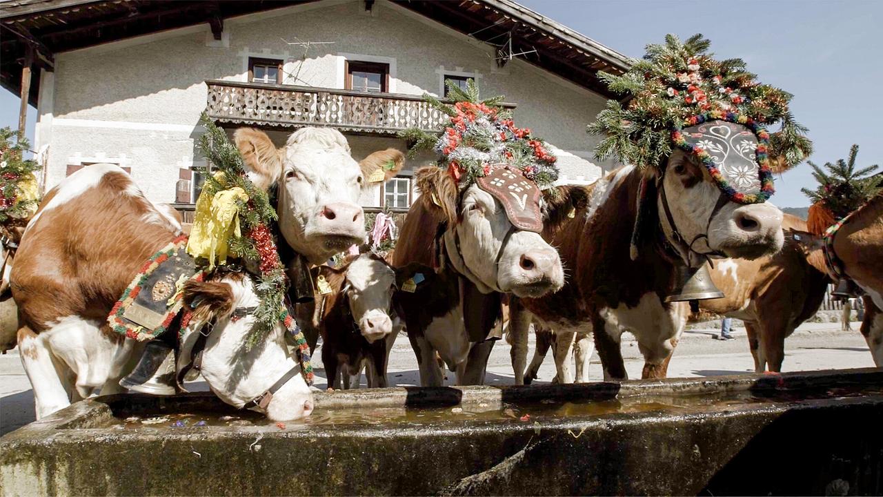Über alle Berge: Das Alpbachtal