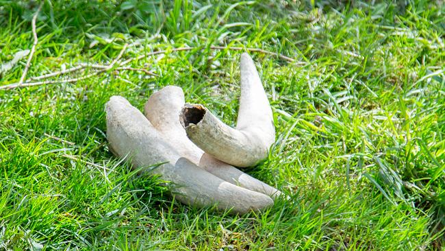 Am Demeter Bauernhof arbeitet man mit Dung gefüllten Kuhhörnern