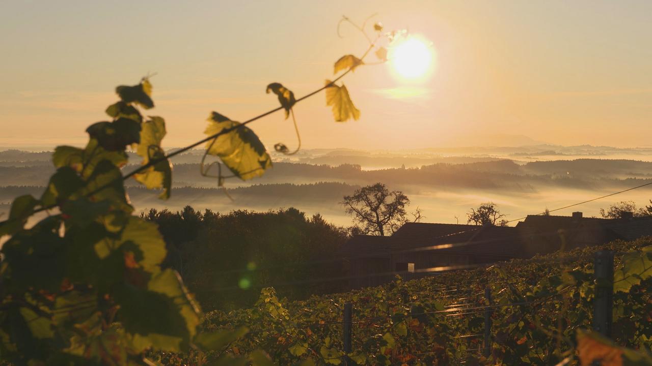 Weingarten im Herbst