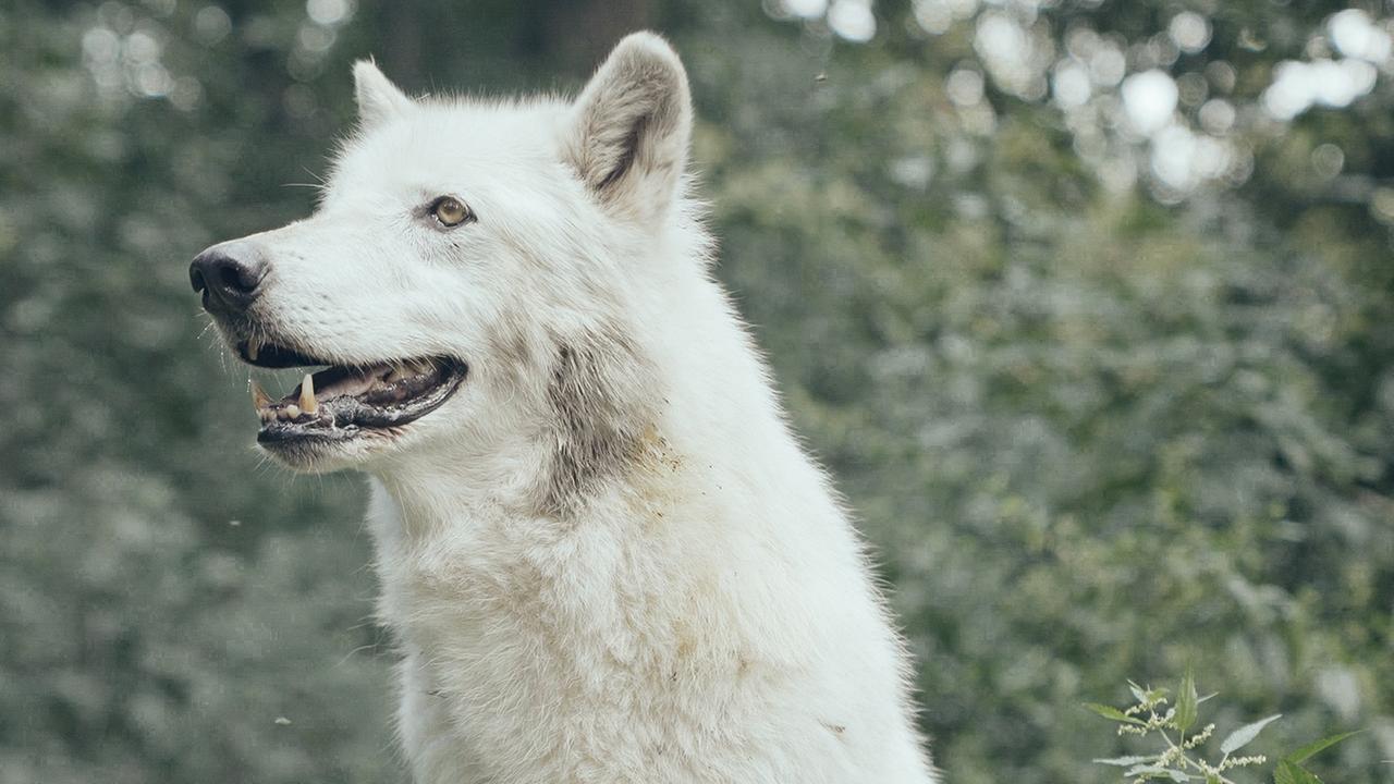 Ein weißer Wolf im WolfScienceCenter in Ernstbrunn