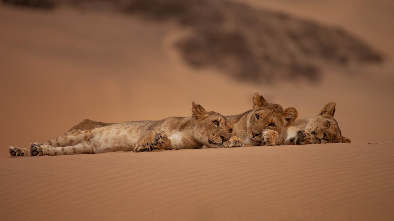 Löwenjungen ruhen sich im Sand aus und liegen nebeneinander 