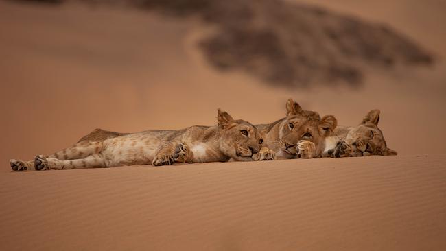 Löwenjungen ruhen sich im Sand aus und liegen nebeneinander 