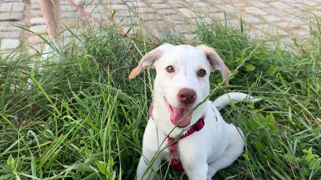 Ellie spielt beim Spaziergang auch gerne mal im hohen Gras.